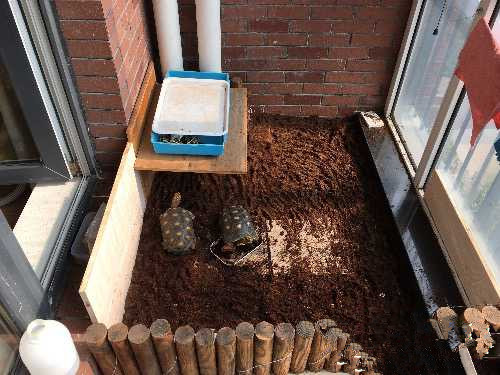 陆龟在室内用什么垫层,陆龟住什么地方