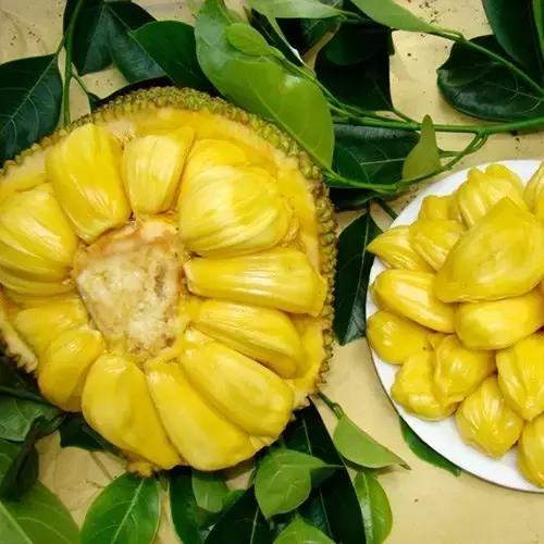 word哥经典剪辑,word哥wwe