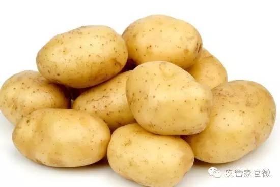 马铃薯上位第一年，薯农到底挣钱了吗（附最新马铃薯价格）