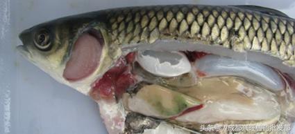 养鱼常见病常用药,养鱼出血病的防治