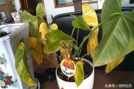 粉色红掌叶子发黄焦边干枯,红掌花杆发黄怎么回事