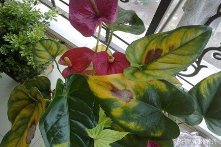 粉色红掌叶子发黄焦边干枯,红掌花杆发黄怎么回事