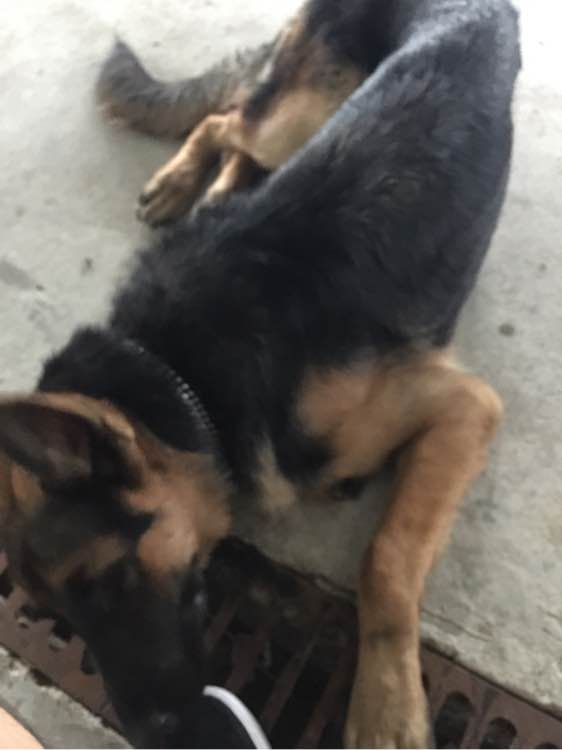 德牧吃饭太冲动怎么办,德牧拉肚子不吃饭怎么办