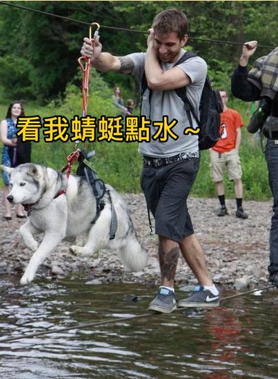 超萌“空中狗爬式”旋风袭卷全世界，一杯水马上变狗爬式！