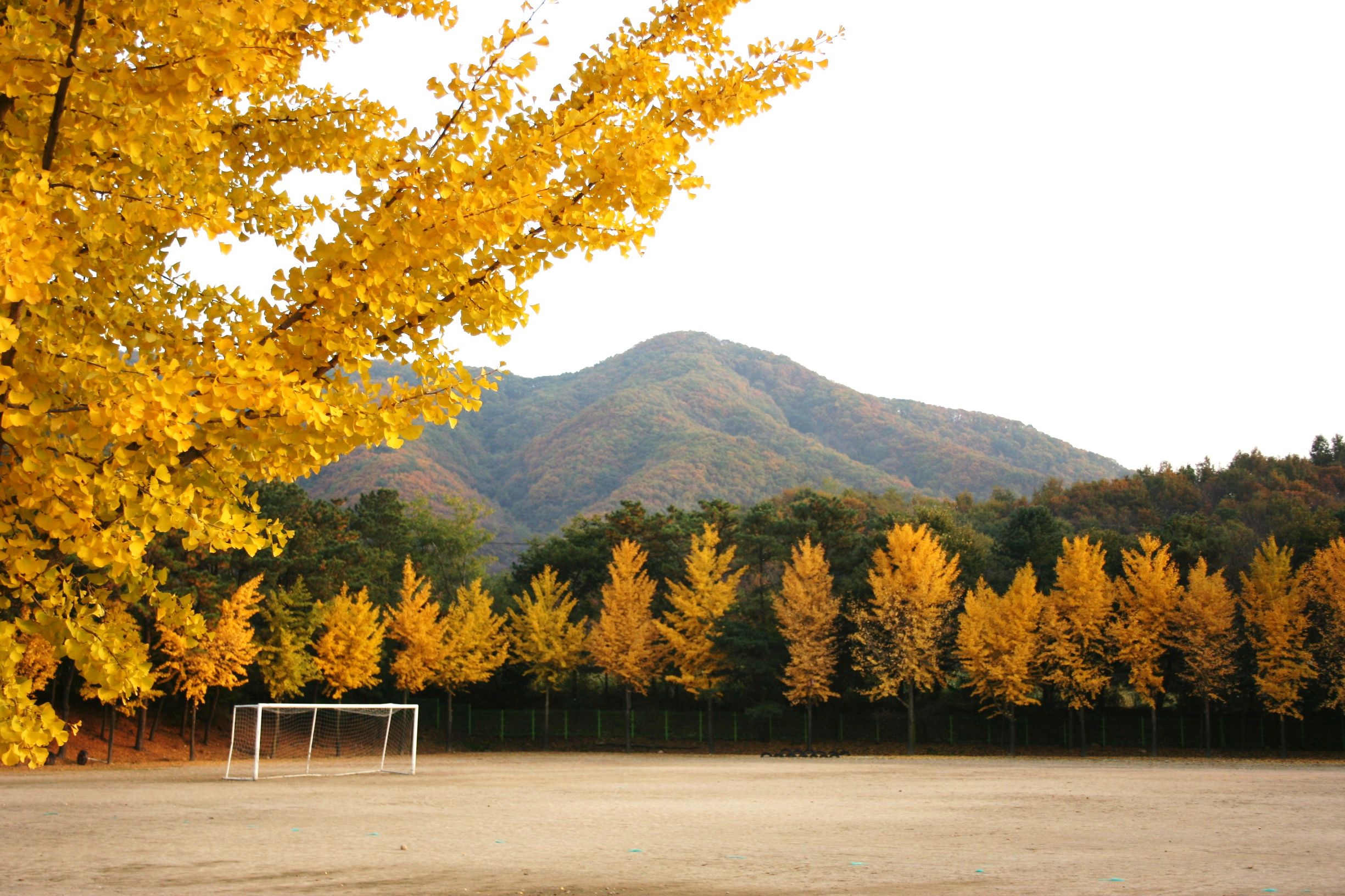 足球狗保暖吗,足球初学者的关注事项
