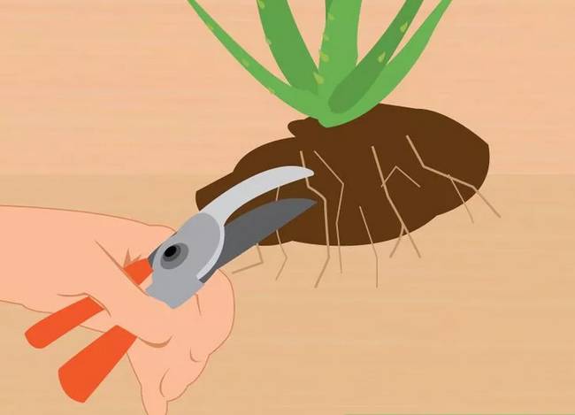 芦荟花烂根还能救活吗,如何救活蔫巴的芦荟