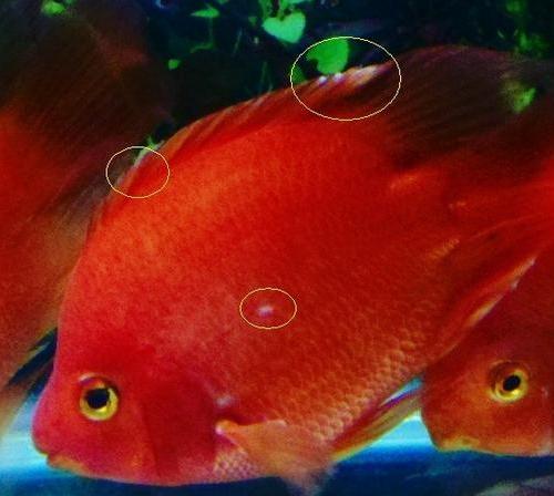 迷你鹦鹉鱼加盐比例多少合适,红鹦鹉鱼加盐加多了是什么样