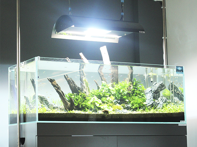 超白鱼缸怎么选玻璃,新手如何选择超白鱼缸尺寸
