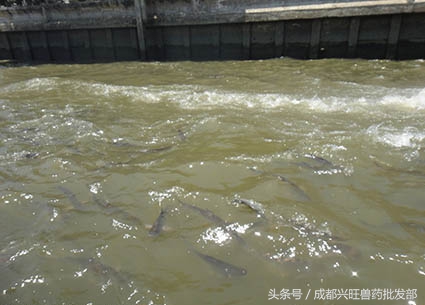 养鱼常见病常用药,养鱼出血病的防治