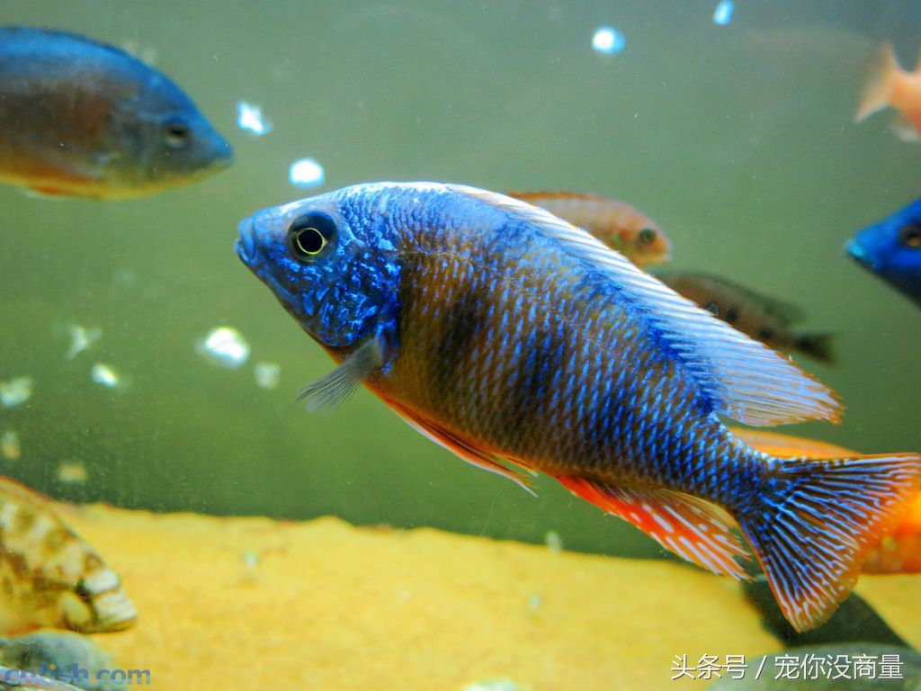 养鱼泥巴,养鱼的草泥