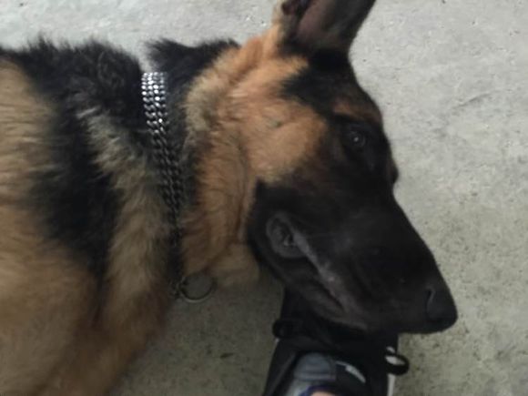 德牧吃饭太冲动怎么办,德牧拉肚子不吃饭怎么办