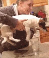 超萌“空中狗爬式”旋风袭卷全世界，一杯水马上变狗爬式！