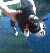 超萌“空中狗爬式”旋风袭卷全世界，一杯水马上变狗爬式！