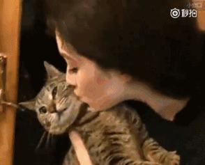 郁金香vs德国,郁金香战争