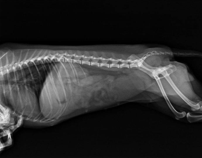 泰迪狗经常呕吐是胃癌吗,小泰迪狗为什么呕吐而且还拉血了