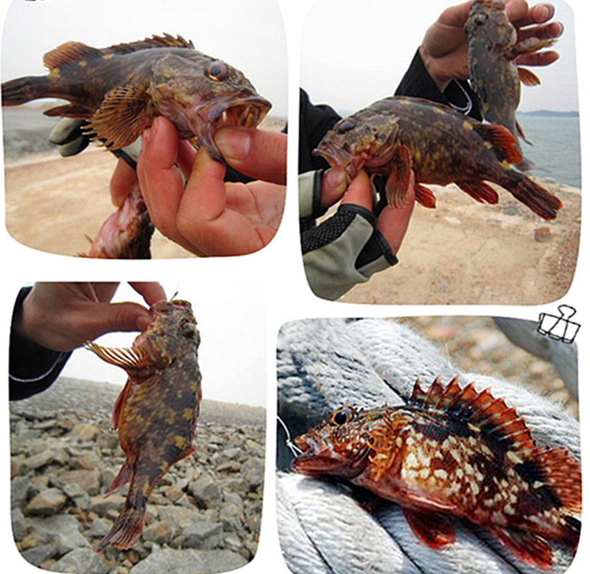 石狗公鱼特征,石狗公鱼多大