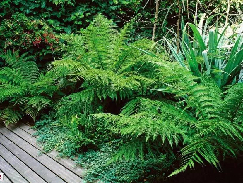 15个高颜值花园庭院设计,冬日无阳光的后花园庭院设计