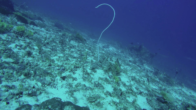 菲律宾潜水攻略 (菲律宾潜水游记)