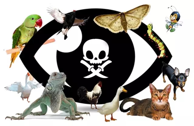 被宠物抓伤怎么样可以避免留疤,被宠物抓伤伤口正确处理