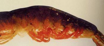 虾红腿病怎么处理,对虾红腿病能吃吗