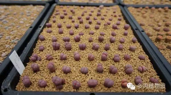 边走边看日本番杏之王DTさん多肉大棚