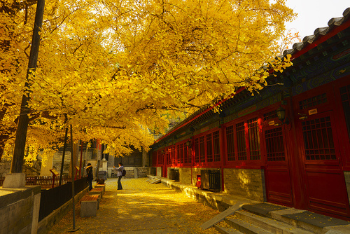 何处合成愁离人心上秋全文,离人心上秋萧萧