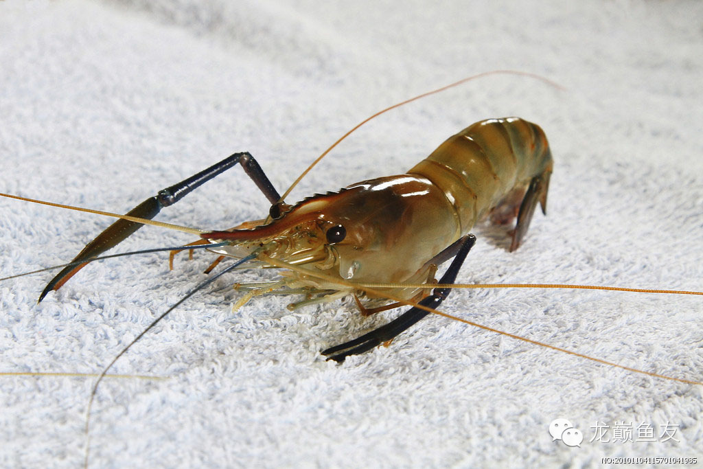 龙鱼吃的小鱼苗,龙鱼可以吃什么