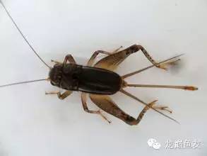 龙鱼吃的小鱼苗,龙鱼可以吃什么