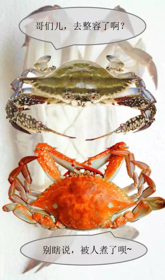 帝王蟹和海王蟹哪个更厉害,春节帝王蟹和波龙哪个更值得吃