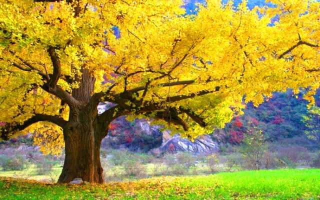 何处合成愁离人心上秋全文,离人心上秋萧萧