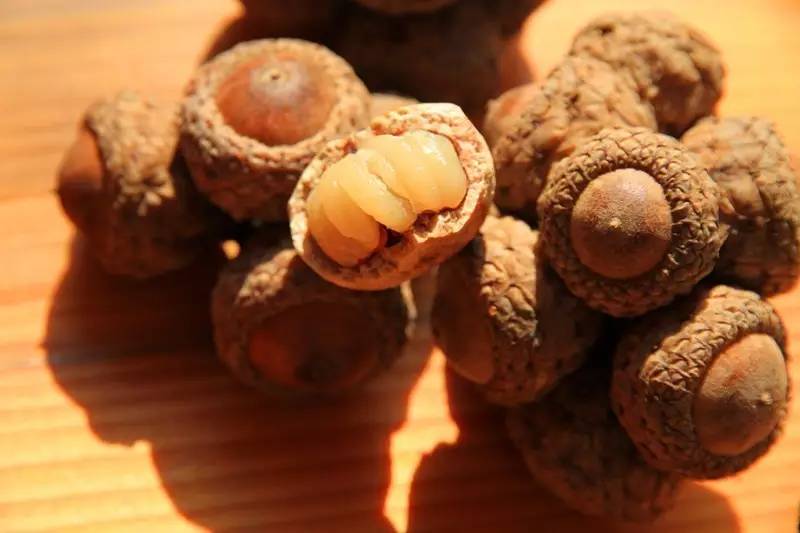 涨见识了！有人兜售“使君子”、“金龟子”，说能包治百病，你信了吗？