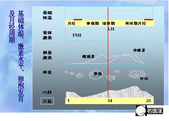 卵泡监测怎么做,如何进行卵泡监测