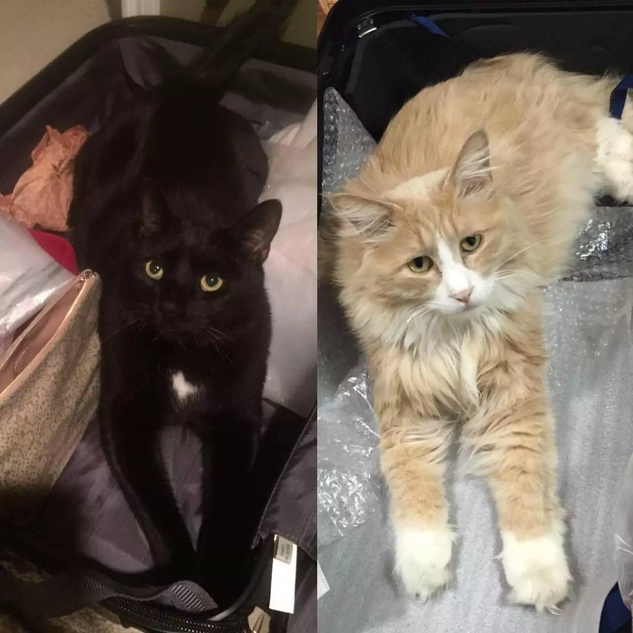 福岛驱魔杀人分尸事件