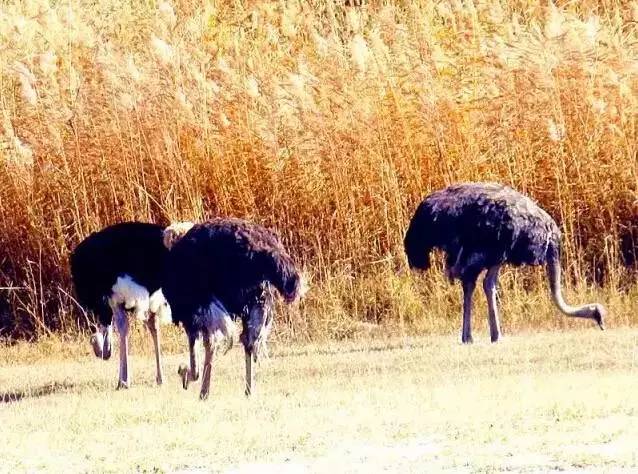 鏄庢槦鐜拌韩閾跺窛,鏄庢槦绌洪檷閾跺窛