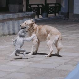 没想到你是这样的神狐小七！《青云志》灵（萌）兽（宠）大合集