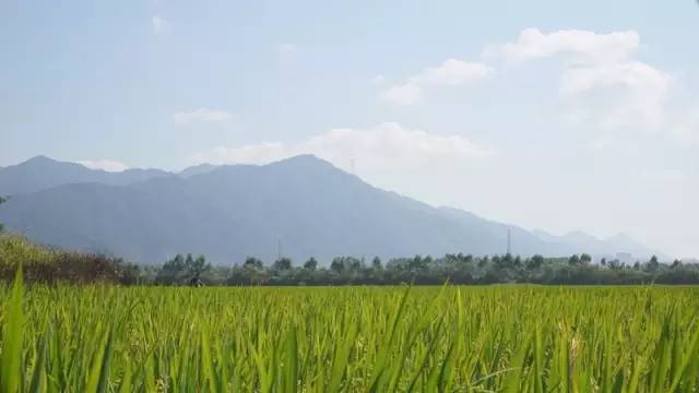 乡村度假民宿设计方案,浙江度假民宿设计方案推荐