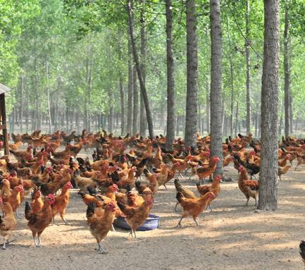 养鸡最好是又有钱又会养，秋季要关注的几种鸡病