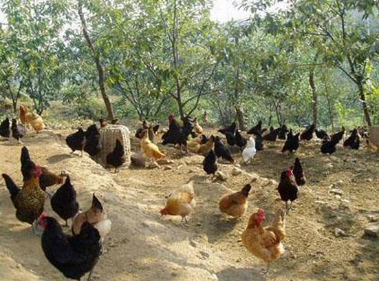 养鸡最好是又有钱又会养，秋季要关注的几种鸡病