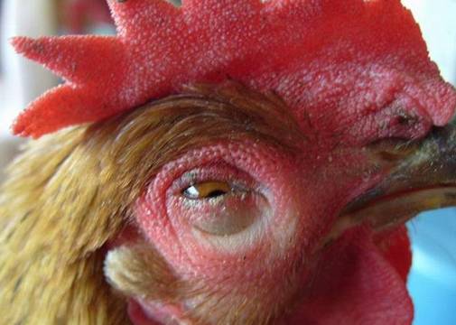 养鸡最好是又有钱又会养，秋季要关注的几种鸡病