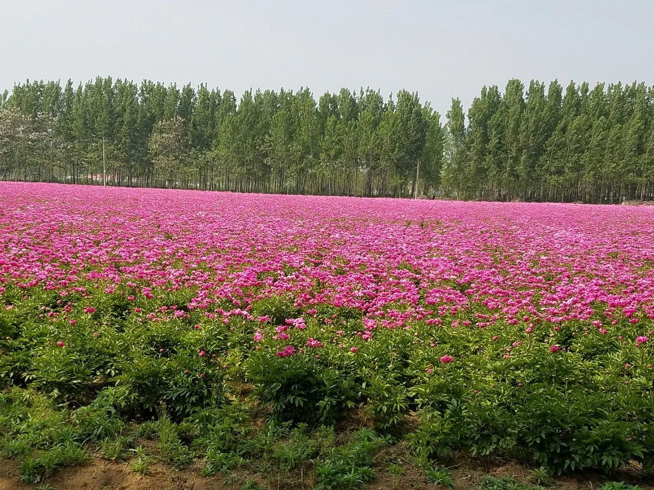 闲置土地种植药材,闲置荒地中草药种植