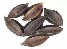 涨见识了！有人兜售“使君子”、“金龟子”，说能包治百病，你信了吗？