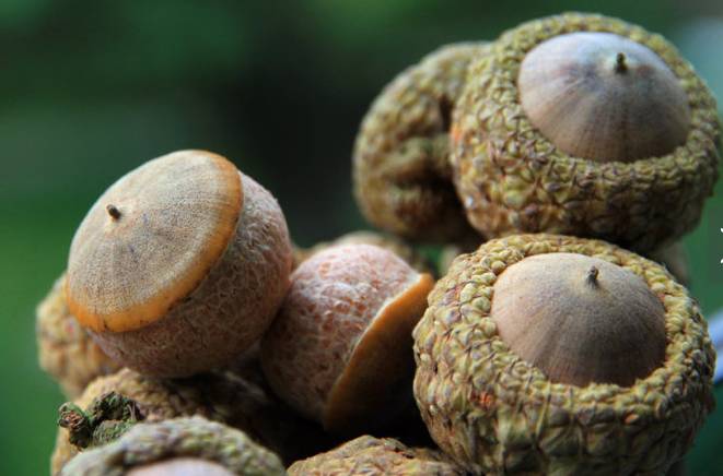 涨见识了！有人兜售“使君子”、“金龟子”，说能包治百病，你信了吗？