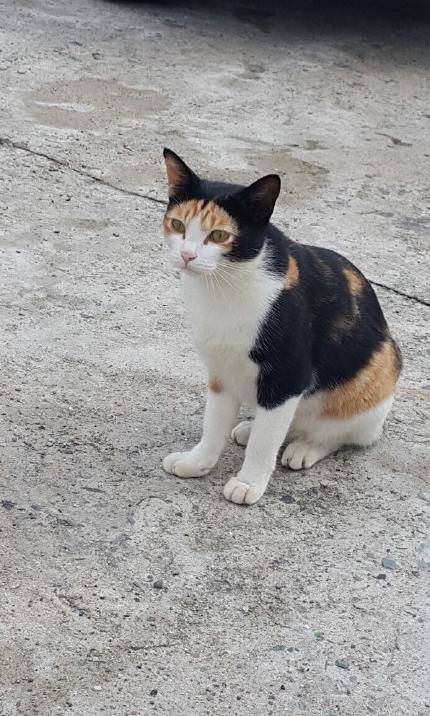 李易峰杨颖拿的什么奖,百花奖angelababy李易峰