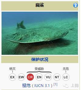 在欧盟境内，看到这鱼，绝对不要起邪念