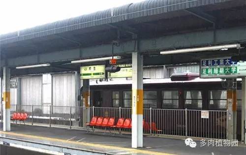 边走边看日本番杏之王DTさん多肉大棚