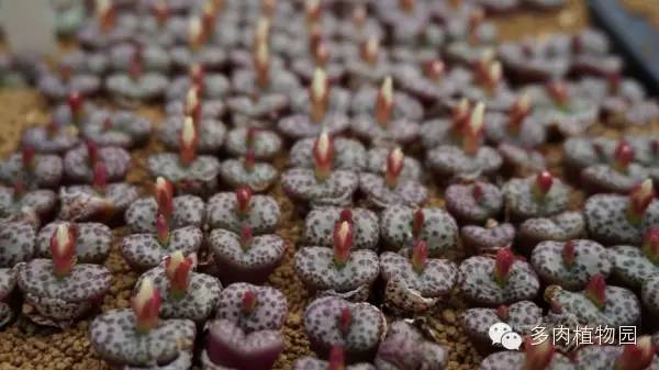 边走边看日本番杏之王DTさん多肉大棚