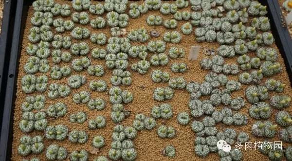 边走边看日本番杏之王DTさん多肉大棚