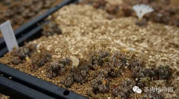 边走边看日本番杏之王DTさん多肉大棚