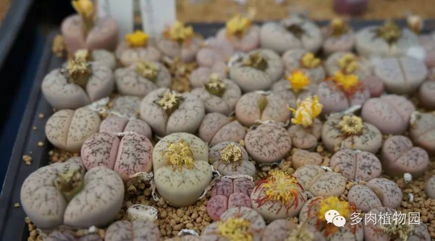 边走边看日本番杏之王DTさん多肉大棚