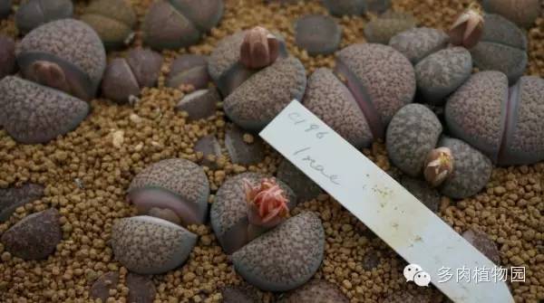 边走边看日本番杏之王DTさん多肉大棚